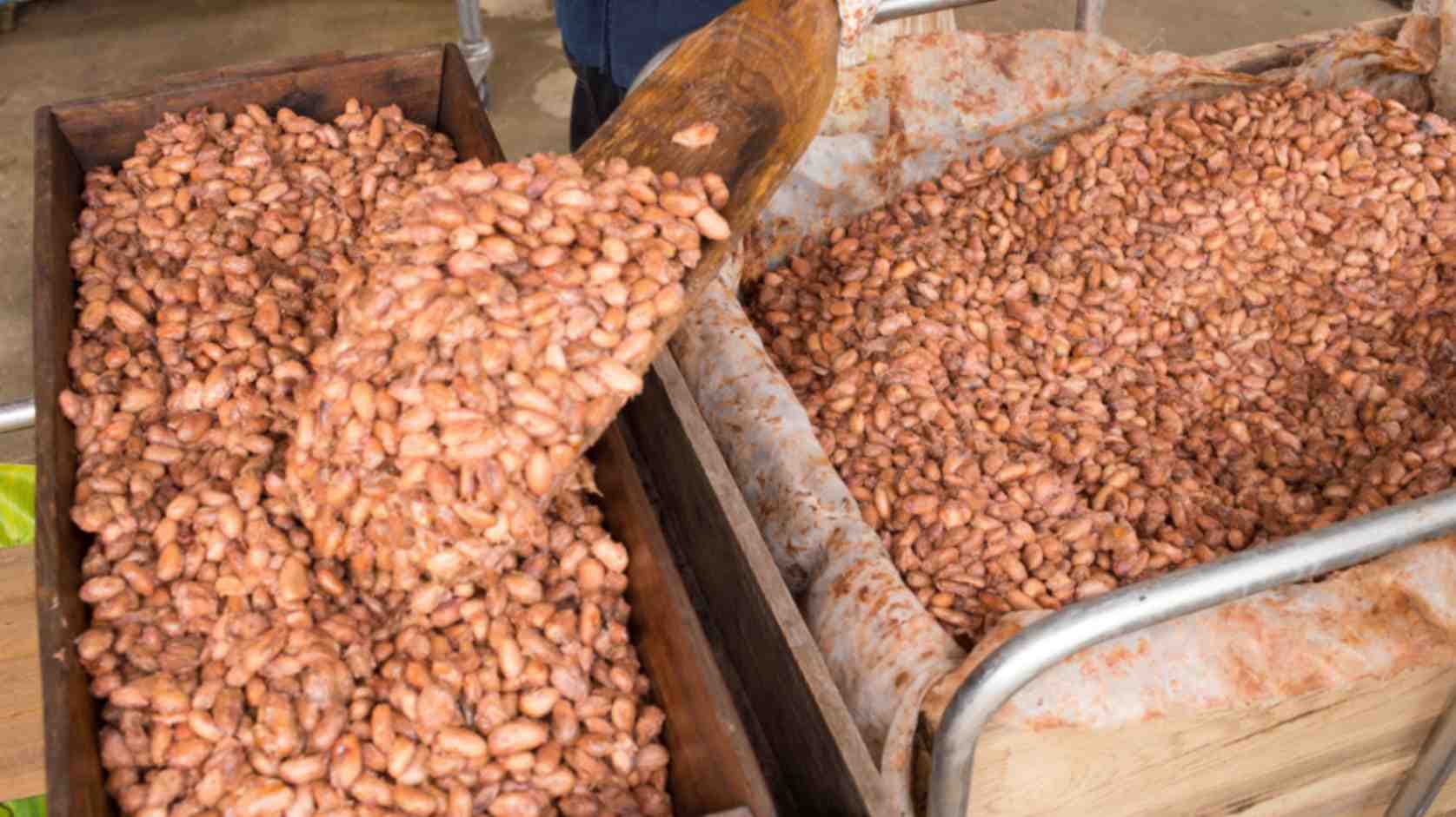 Bean-to-Bar Chocolate Farming